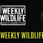 Kontes Foto Weekly Wildlife Berhadiah T-Shirt Eksklusif per Minggu-thumb