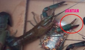 Cara Mudah Bedakan Lobster Air Tawar Jantan dan Betina