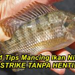 11 Tips Mancing Ikan Nila STRIKE TANPA HENTI!