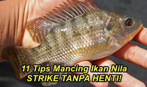 11 Tips Mancing Ikan Nila STRIKE TANPA HENTI!