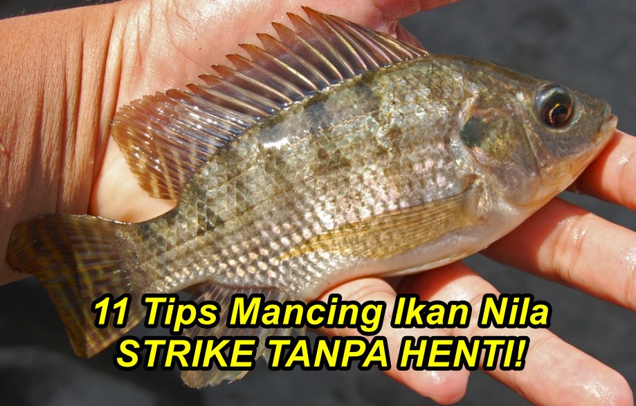 11 Tips Mancing Ikan Nila STRIKE TANPA HENTI!