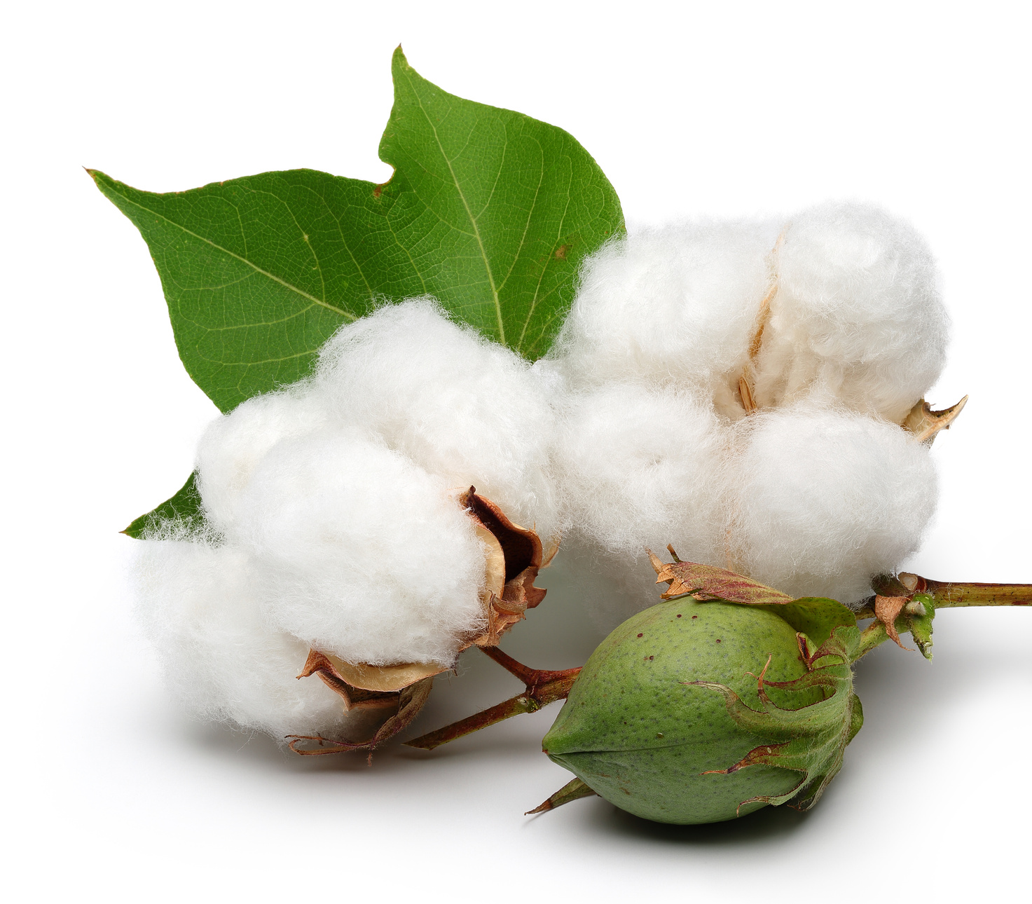 Cotton