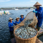 Rahasia Panen Udang Vaname Berkualitas Tinggi Dimulai dari Pilihan Pakan
